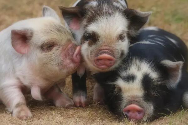 小猪饲料怎么喂