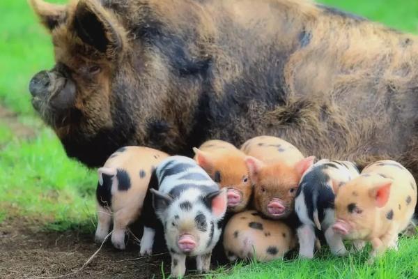 小猪饲料怎么喂