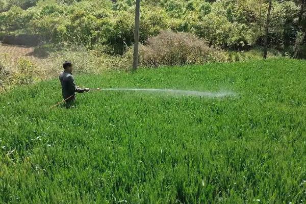 小麦除草剂产生药害会自愈吗,小麦除草剂什么时候打合适