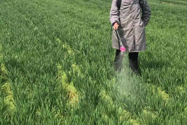 小麦除草剂产生药害会自愈吗,小麦除草剂什么时候打合适
