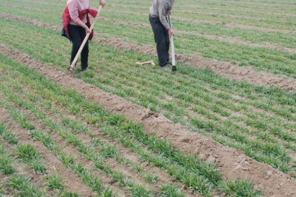 小麦除草剂产生药害会自愈吗,小麦除草剂什么时候打合适