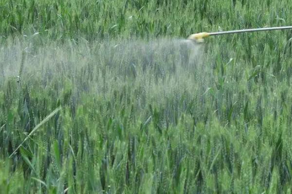 小麦除草剂产生药害会自愈吗,小麦除草剂什么时候打合适