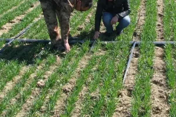 小麦除草剂产生药害会自愈吗,小麦除草剂什么时候打合适