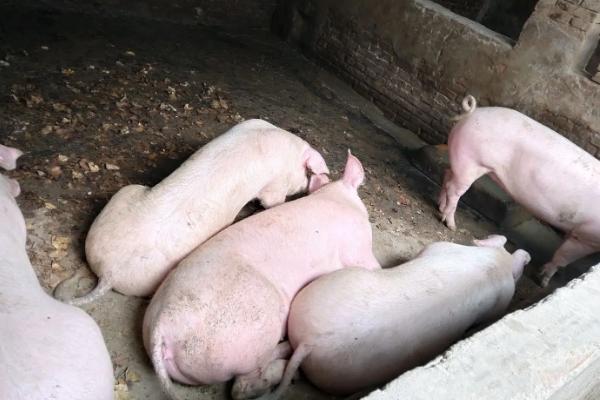 小猪饲料怎么配