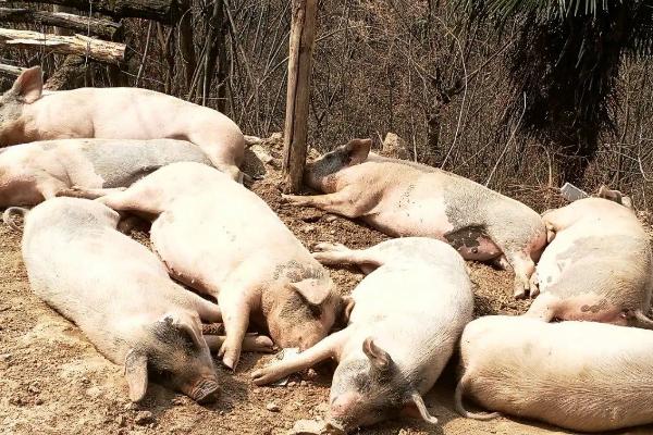 小猪饲料怎么配