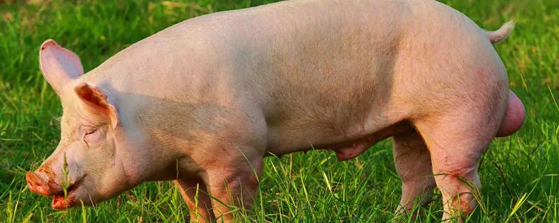 自制低成本养猪饲料配方