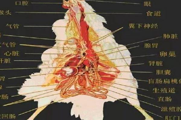 鸡的繁殖器官是什么