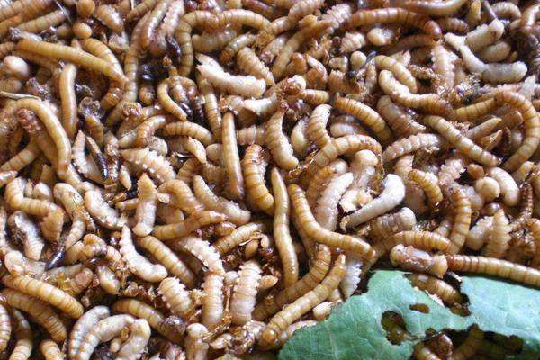 面包虫成虫怎么养