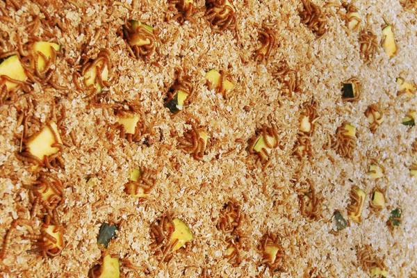 面包虫成虫怎么养