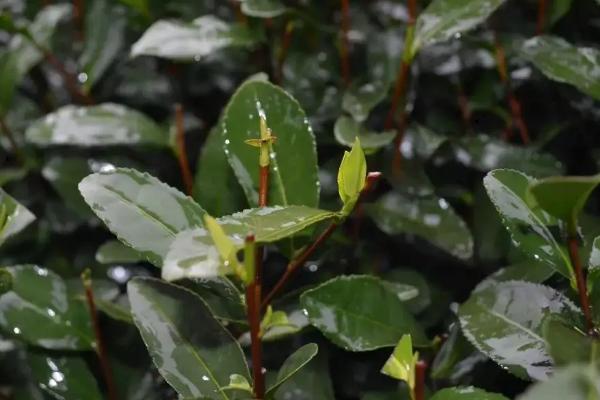 种茶叶需要什么条件