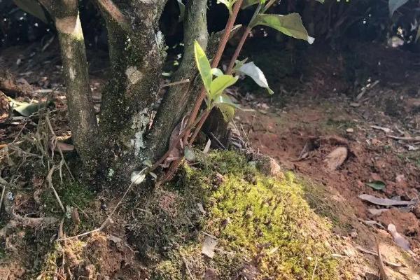 种茶叶需要什么条件