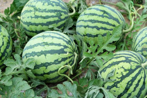 西瓜哪个季节播种