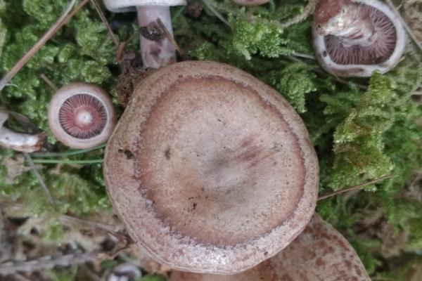 天鹅菌生长在什么地方,天鹅菌有几种颜色