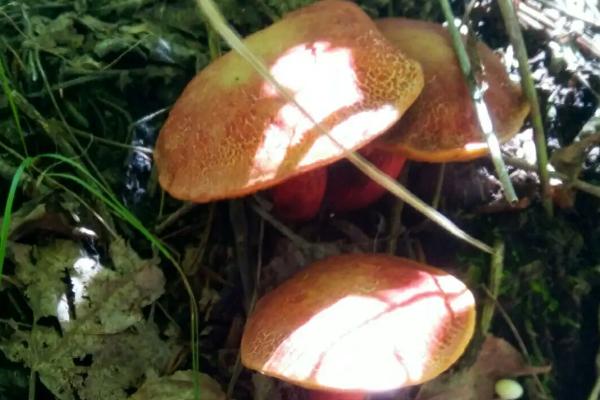 天鹅菌生长在什么地方,天鹅菌有几种颜色