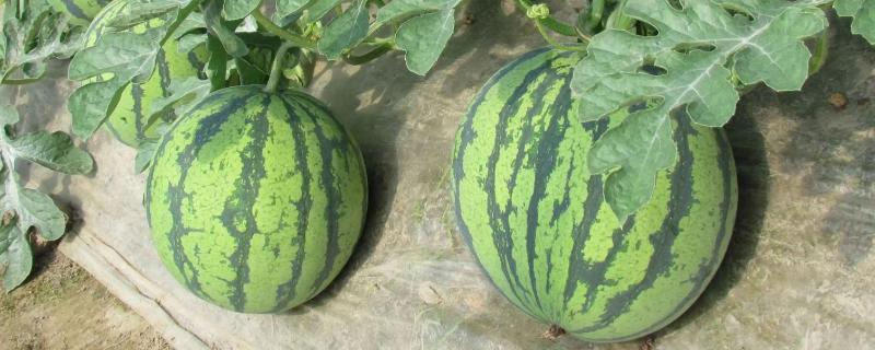 西瓜催芽后怎么播种,为什么放进土里就不长了