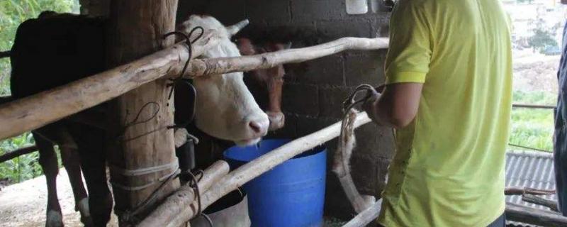 牛不发情喂红糖,鸡蛋白酒行吗