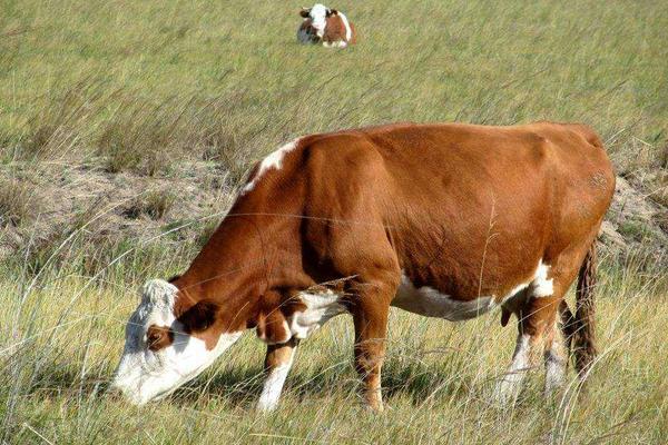 牛不发情喂红糖,鸡蛋白酒行吗