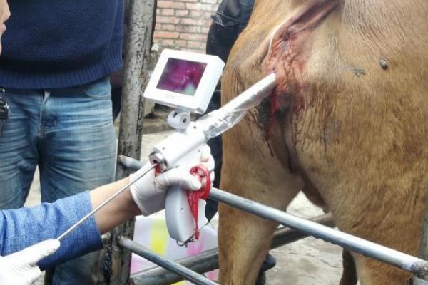 牛不发情喂红糖,鸡蛋白酒行吗