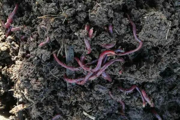 大棚养蚯蚓技术