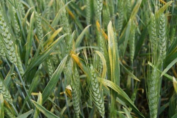 小麦细菌病害有哪些