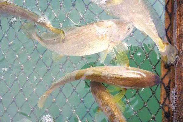 人工饲养的海水鱼