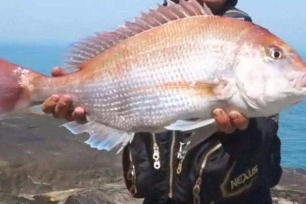 人工饲养的海水鱼