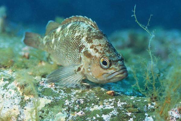 人工饲养的海水鱼