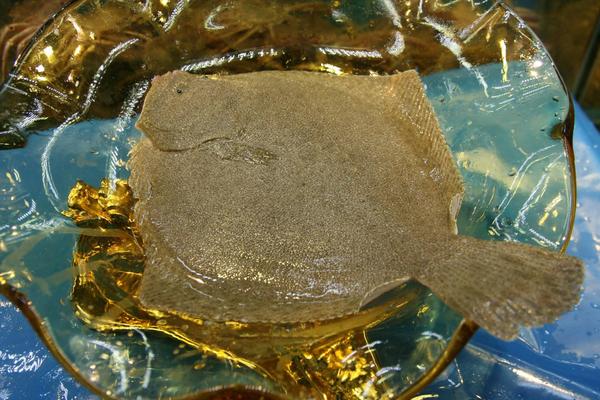 人工饲养的海水鱼