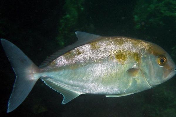 人工饲养的海水鱼