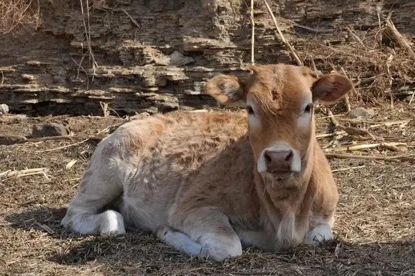 新生牛犊眼睛看不见怎么回事