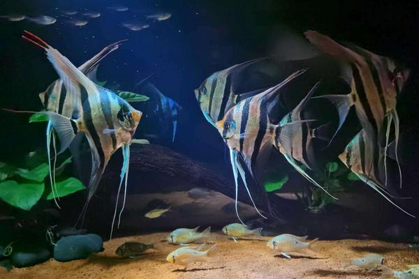 鱼类繁殖有三种方式