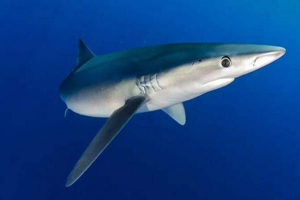 鱼类繁殖有三种方式