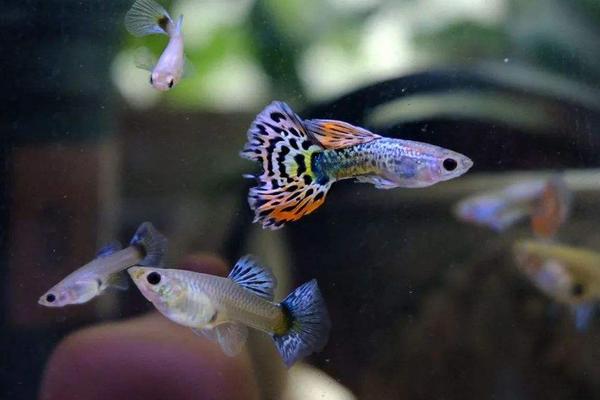 鱼类繁殖有三种方式