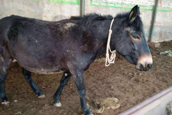 驴和马杂交得到的后代被称之为什么