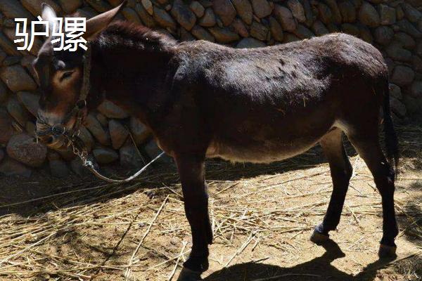 驴和马杂交得到的后代被称之为什么