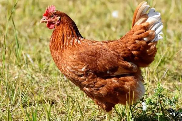 鸡头为什么可以保持稳定