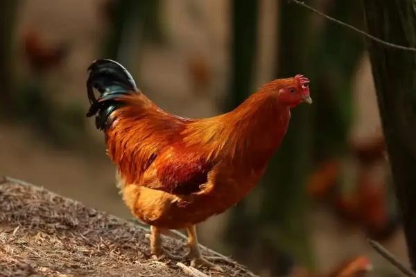 鸡头为什么可以保持稳定