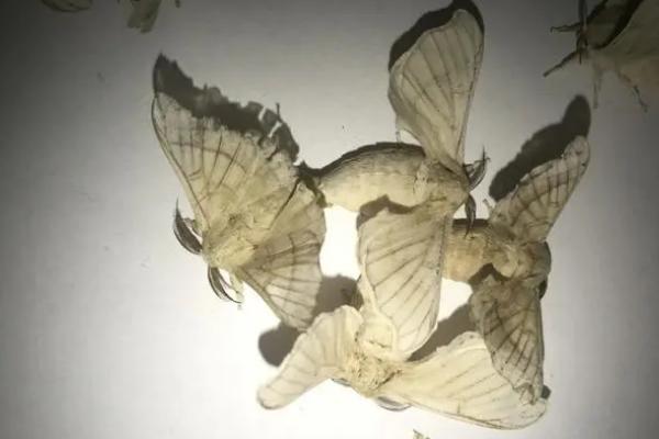 蚕蛾的哪些行为与繁殖后代有关