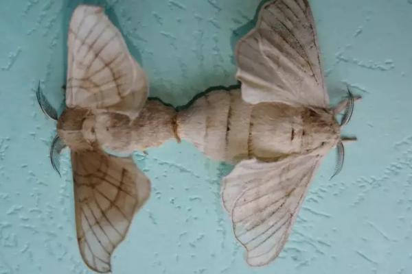 蚕蛾的哪些行为与繁殖后代有关