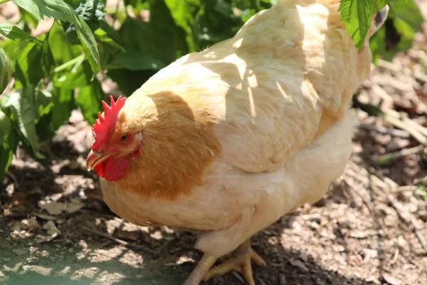 鸡头为什么可以保持稳定