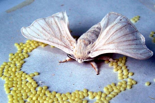 蚕蛾的哪些行为与繁殖后代有关