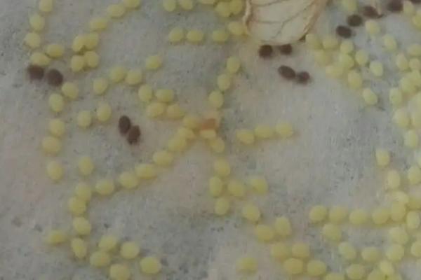 蚕蛾的哪些行为与繁殖后代有关