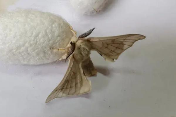 蚕蛾的哪些行为与繁殖后代有关