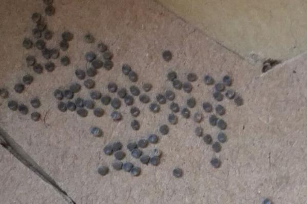 蚕蛾的哪些行为与繁殖后代有关