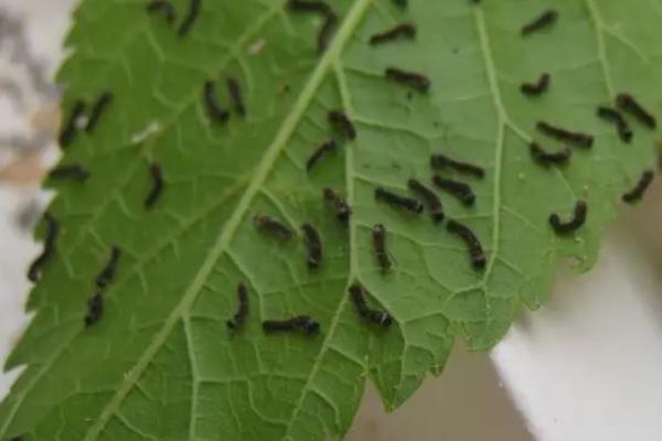 蚕蛾的哪些行为与繁殖后代有关