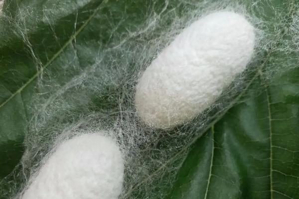 蚕蛾的哪些行为与繁殖后代有关