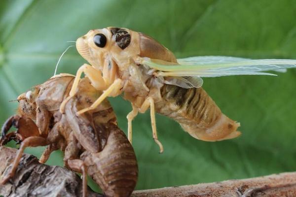 知了幼虫叫什么