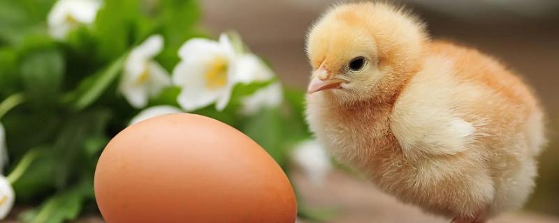 小鸡崽子吃什么东西