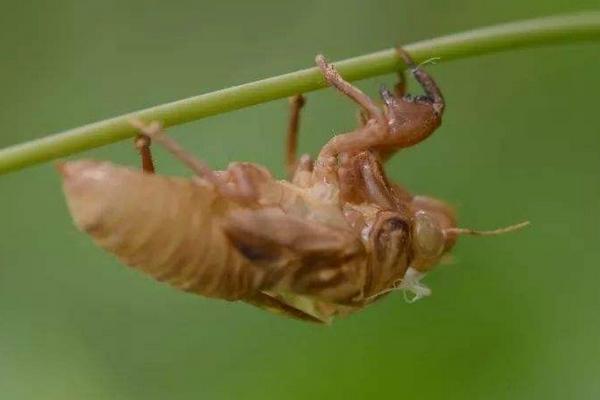 知了幼虫叫什么