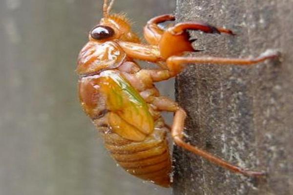 知了幼虫叫什么